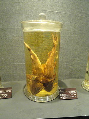 Bagarius bagarius, konservierte Exemplare am Kunming Natural History Museum of Zoology