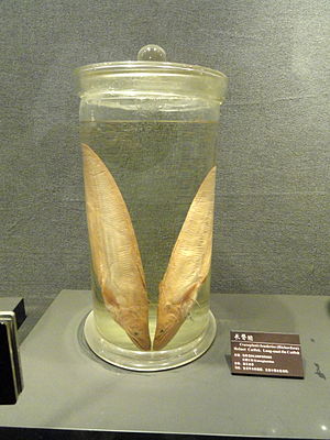 Konservierte Exemplare von Cranoglanis bouderius