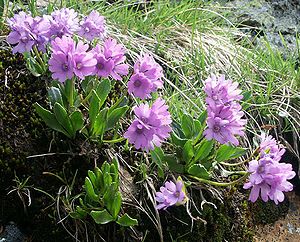 Klebrige Primel (Primula glutinosa)