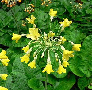 Tibet-Primel (Primula florindae)