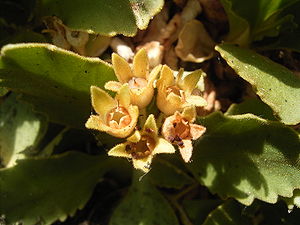 Behaarte Primel (Primula hirsuta), Früchte