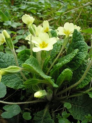 Stängellose Schlüsselblume (Primula vulgaris)