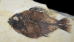 Fossil von Priscacara liops