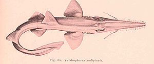 Kurznasen-Sägehai (Pristiophorus nudipinnis)