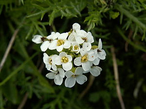 Gämskresse (Pritzelago alpina)