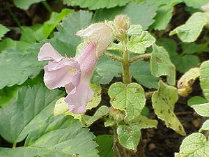 Blühendes Exemplar von Proboscidea louisiana
