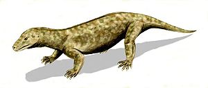 Lebendrekonstruktion von Procynosuchus delaharpeae aus dem Oberperm von Südafrika