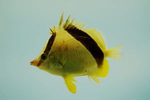 Florida-Pinzettfisch (Prognathodes aya)