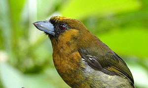 Azteken-Bartvogel (Semnornis frantzii), Weibchen