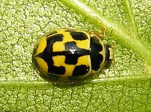 Vierzehnpunkt-Marienkäfer  (Propylea quatuordecimpunctata)
