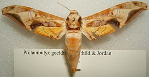 Präparat von Protambulyx goeldii