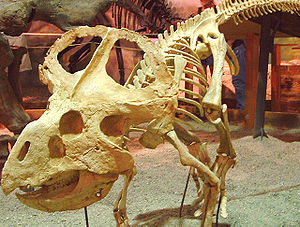 Skelett von Protoceratops