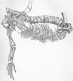 Zeichnung eines Fossils von Protorosaurus speneri, gefunden bei Schweina in Thüringen, heute in der Bergakademie Freiberg, Rumpf, Vorderbeine, Schultergürtel.