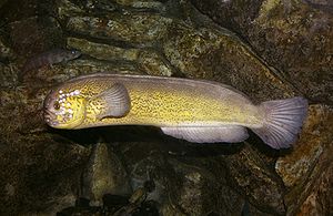 Prowfish (Zaprora silenus).jpg