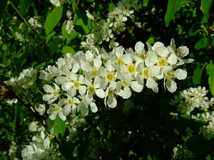 Prunus padus flos.jpg