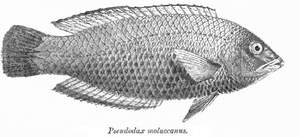 Meisselzahn-Lippfisch(Pseudodax moluccanus)
