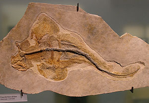 Pseudorhina alifera im Naturkundemuseum Berlin