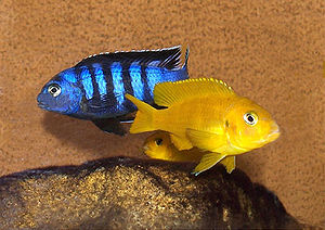 Pseudotropheus saulosiblau Männchen, gelb Weibchen