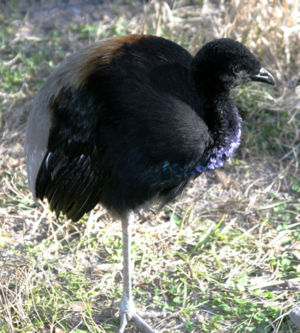 Grauflügel-Trompetervogel (Psophia crepitans)