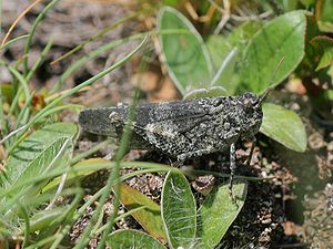 Rotflüglige Schnarrschrecke (Psophus stridulus)