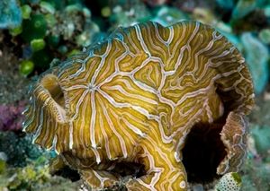 Psychedelic frogfish 08Am7A1b.jpg