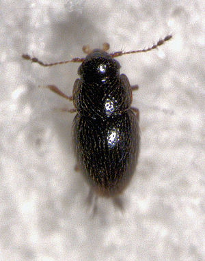 Ptenidium punctatum