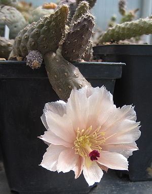 Pterocactus gonjianii