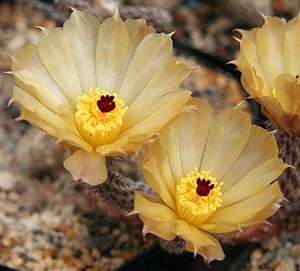 Pterocactus tuberosus, Blüten