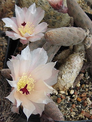 Pterocactus reticulatus