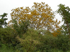 Blühender Pterocarpus erinaceus