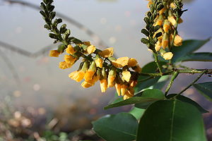 Infloreszenzen von Pterocarpus santalinoides