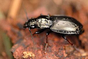 Pterostichus.oblongopunctatus.-.lindsey.jpg