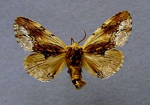 Ahorn-Zahnspinner (Ptilodon cucullina)