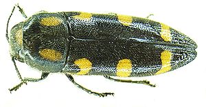 Variabler Prachtkäfer (Ptosima undecimmaculata undecimmaculata)