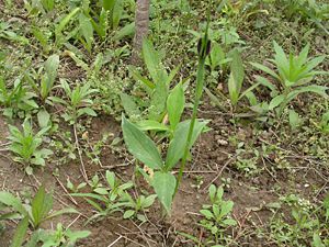 Dreizählige Pinellie (Pinellia ternata)