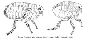 Der Menschenfloh (Pulex irritans), Abbildung aus Medical and Veterinary Entomology (1915)