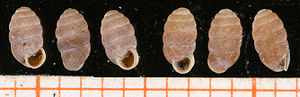 Moos-Puppenschnecke (Pupilla muscorum)