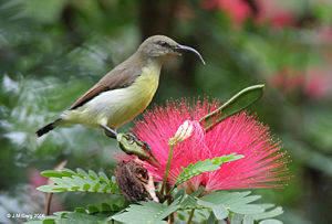 Ceylonnektarvogel (Nectarinia zeylonica, Weibchen)