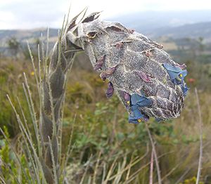Der Blütenstand der Puya lineata