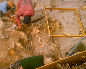 Ausgrabung eines Zwergmammuts auf Santa Rosa Island