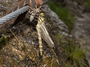 Quelljungfer beim Schlüpfen (Cordulegaster spec.)