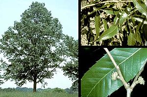 Quercus acutissima.jpg