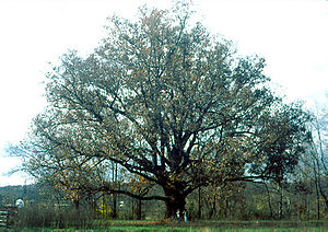 Amerikanische Weiß-Eiche (Quercus alba), Foto eines großen Exemplars in Ohio