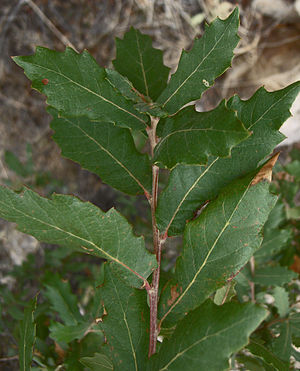Quercus arizonica leaves 1.jpg