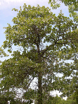 Schwarz-Eiche (Quercus marilandica)