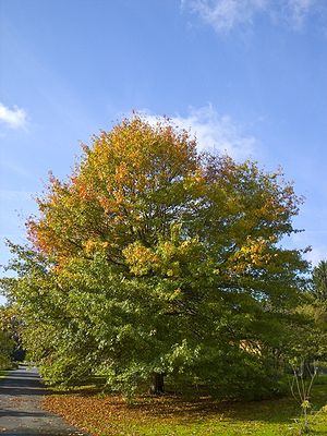 Sumpf-Eiche (Quercus palustris)