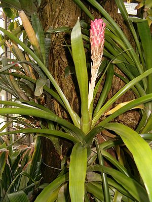 Aufrechter Blütenstand von Quesnelia quesneliana.