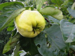 Quittenfrucht (Cydonia oblonga)