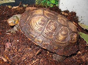 Guatemala-Pracht-Erdschildkröte