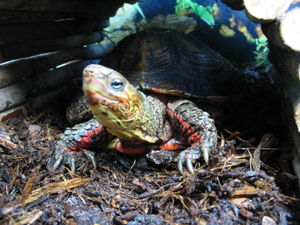 Guatemala-Pracht-Erdschildkröte